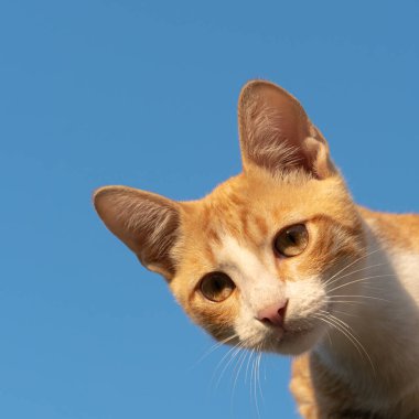 Işık huzmeleri içindeki sarı kedi yavrusu temiz mavi gökyüzüne bakar.