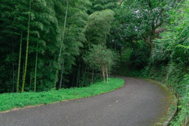 Parktaki yol, yağmurlu bir yaz gününde tropikal yeşilliğin derinliklerine gider.