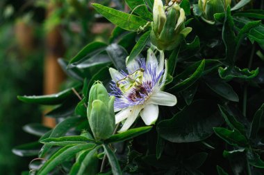 Bulutlu bir yaz gününde, arka planda koyu yeşil bir yıldız şeklinde parlak bir çiçek.