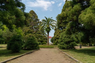 Parkın yeşil sokağında, arka planda uzun bir palmiye ağacı var. Yazın beyaz bulutlu mavi bir gökyüzüne karşı.
