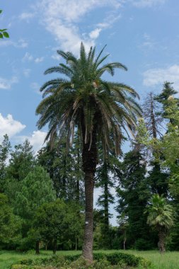 Yeşil ağaçların arka planında uzun palmiye ağaçları ve yaz günü beyaz bulutlu mavi gökyüzü.