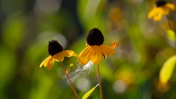 黒い核を持つ2つの明るい黄色の花の間で 9月上旬の秋の晴れた日に綿毛が絡まります — ストック写真
