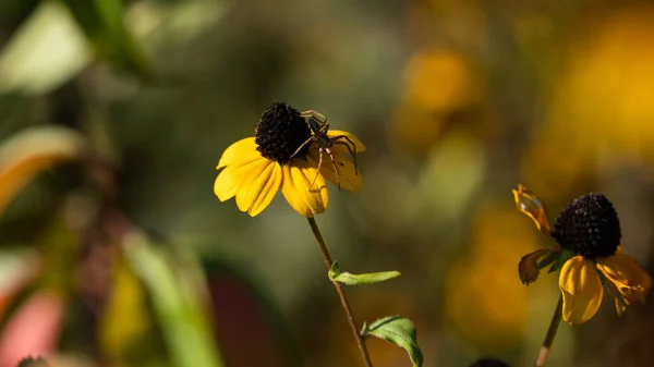 9月上旬の初秋の晴れた日に黒い核を持つ明るい黄色の花に小さなクモが潜んでいた — ストック写真