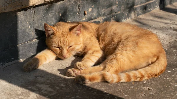 Ginger Cat Está Descansando Una Soleada Mañana Otoño Patio Cerca — Foto de Stock