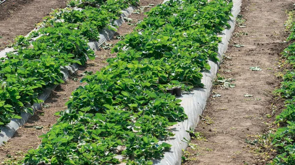 Güneşli bir günde açık havada çilek yetiştirmek.