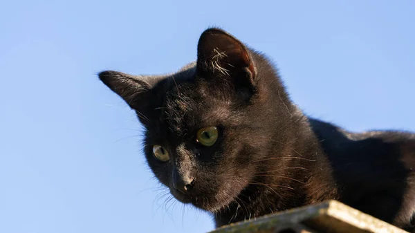 Černé Kotě Slunné Ráno Pozadí Jasně Modré Oblohy — Stock fotografie