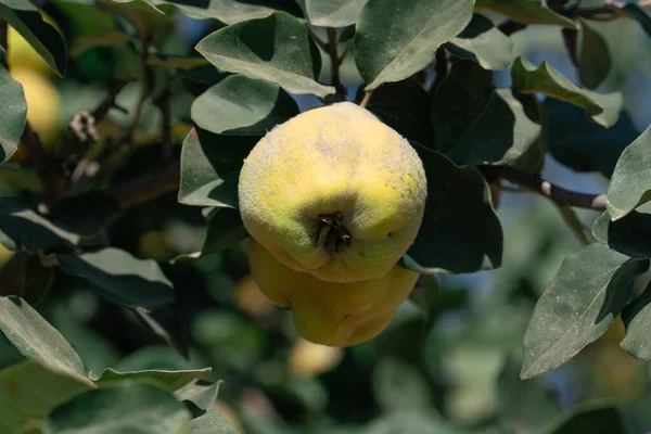 Große Quittenfrüchte Grünen Zweigen Den Sonnenstrahlen Frühherbst September — Stockfoto