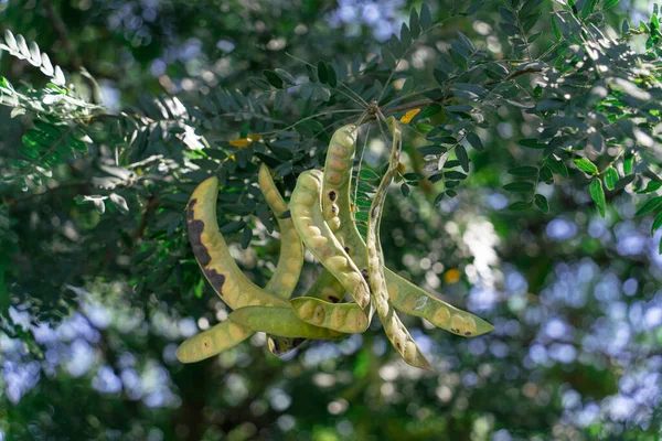 Sophora Früchte Und Blätter Einem Sonnigen Herbsttag Der Sonne — Stockfoto