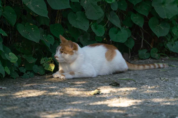 Zázvorová Kočka Paprscích Slunečního Světla Ulici Podzimním Ránu — Stock fotografie