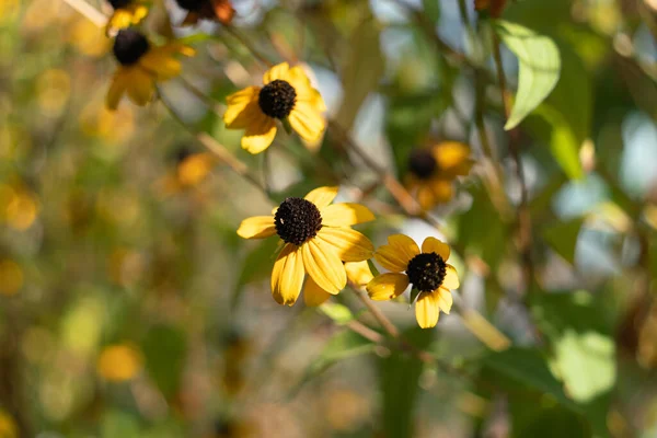 Gele Verwelkende Bloemen Stralen Van Het Avondlicht Het Begin Van — Stockfoto