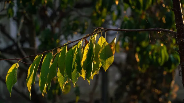 薄日の光が差し込む9月上旬の早朝に 枯れ葉を持つ甘い桜の枝 — ストック写真