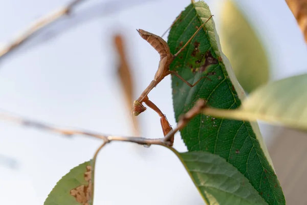 Grünes Insekt Gottesanbeterin Frühen Morgen September Auf Herbstblättern Vor Hellem — Stockfoto