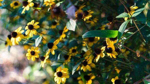 Gula Blommor Och Gröna Blad Hösten Tidigt Morgonen September Solens — Stockfoto