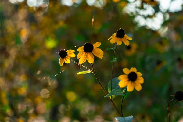 9月上旬の初秋の晴れた日に クモの巣の背景と線に黒い核を持つ明るい黄色の花 — ストック写真