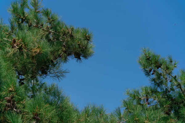 Branches Vertes Conifère Avec Grands Cônes Contre Ciel Bleu Clair — Photo