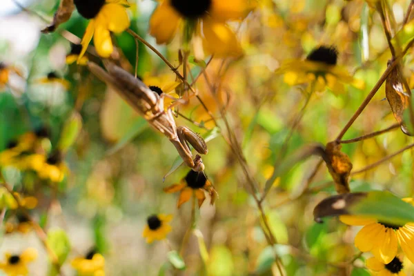 Gran Insecto Mantis Escondió Entre Las Flores Amarillas Luz Del — Foto de Stock