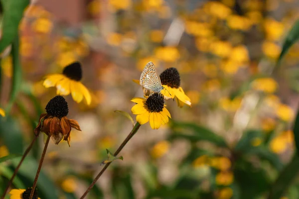 9月上旬の初秋に太陽の光で黄色の花に小さな蝶 — ストック写真