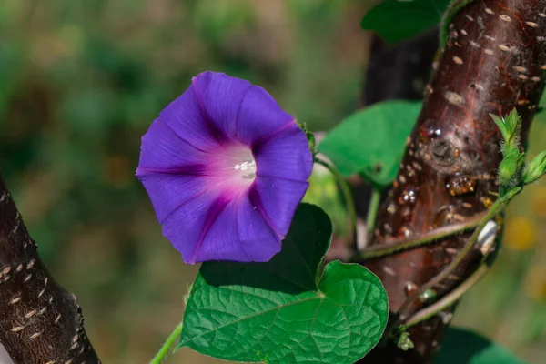 Bindweed Bellflower Mekar Dengan Latar Belakang Hijau Awal Musim Gugur — Stok Foto