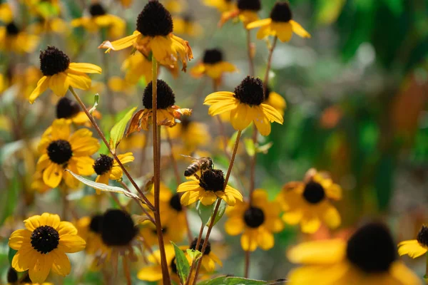 蜂は9月上旬の秋に太陽の下で黄色の花に蜜を集める — ストック写真