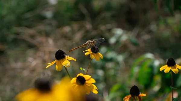 A dragonfly sits on a yellow autumn flower against a background of blurry greenery and yellow flowers on a sunny autumn day in September