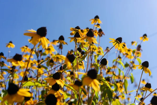 Κίτρινα Λουλούδια Στοιχειακό Φως Ενάντια Έναν Γαλάζιο Ουρανό Μια Φθινοπωρινή — Φωτογραφία Αρχείου