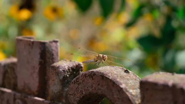 Eine Libelle Sitzt Einem Sonnigen Herbsttag Auf Einem Alten Gusseisernen — Stockfoto