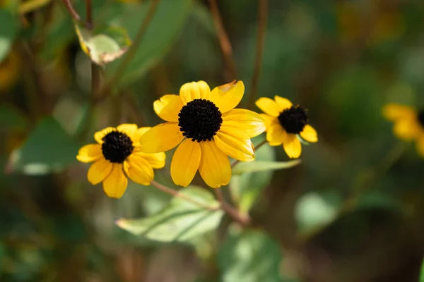 Flores Amarillas Brillantes Sobre Fondo Verde Borroso Principios Otoño Día — Foto de Stock