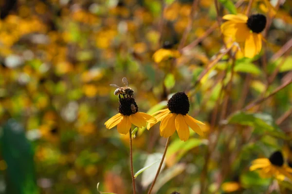 9月の晴れた秋の日に 青い緑と黄色の花を背景に黄色の秋の花に蜂とカブトムシが出会いました — ストック写真