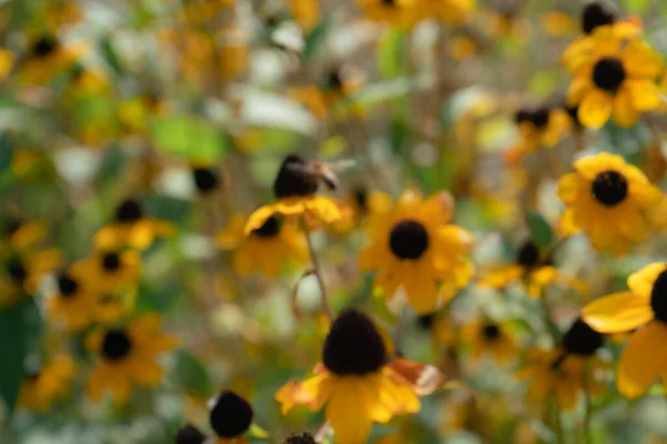 黄色の花の輪郭がぼやけている秋の背景と蜂の飛んでいる形 — ストック写真