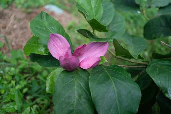 Red Open Flower Bud Background Large Green Leaves Ground Rainy — Stock Photo, Image