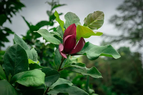Botão Flor Aberto Vermelho Contra Céu Nublado Dia Chuvoso Verão — Fotografia de Stock