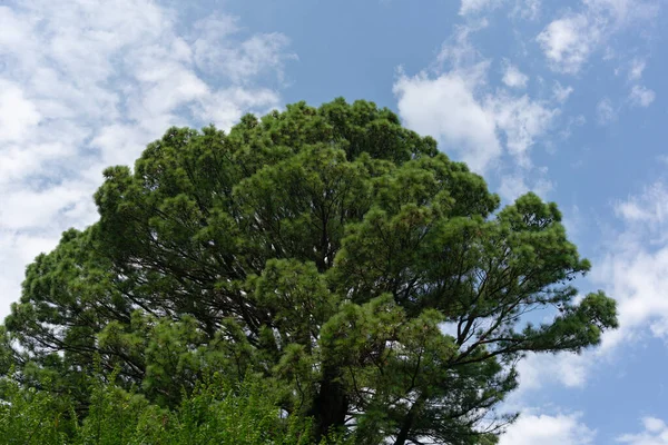 Alta Grande Corona Verde Albero Contro Cielo Blu Con Nuvole — Foto Stock