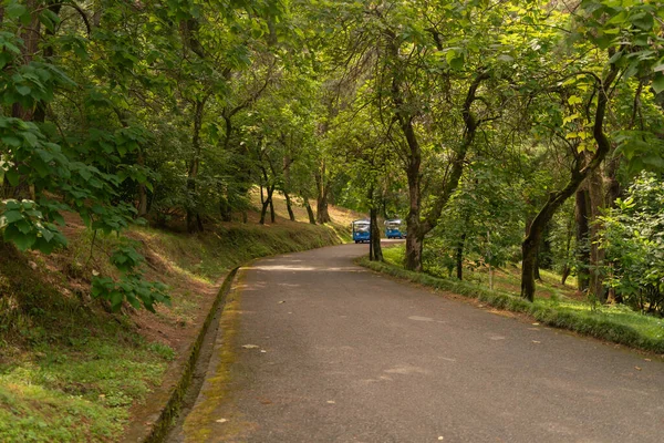 Fondo Camino Parque Hay Vehículos Recreativos Sombra Árboles Densos Día — Foto de Stock