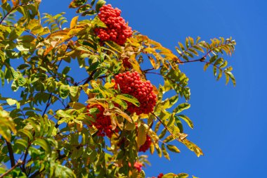 Yaprakların arka planında olgun kırmızı kızılcık üzümü ve güneşli bir sonbahar gününde mavi gökyüzü.