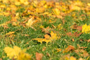Güneşli bir günde düşen sarı akçaağaç yaprakları ve yeşil çimenlerin sonbahar arkaplanı