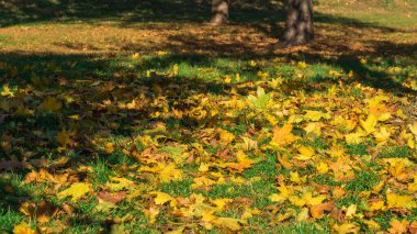 Düşen sarı akçaağaç yapraklarının sonbahar arkaplanı güneşli bir günde yeşil çimlerin üzerinde