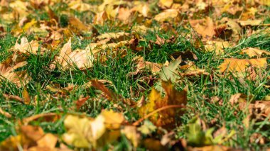 Güneşli bir günde düşen sarı akçaağaç yaprakları ve yeşil çimenlerin sonbahar arkaplanı