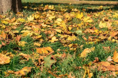Düşen sarı akçaağaç yapraklarının sonbahar arkaplanı güneşli bir günde yeşil çimlerin üzerinde