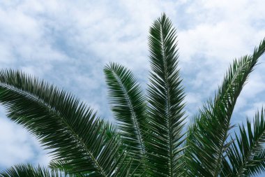 Güneşli bir yaz gününde mavi bulutlu gökyüzüne uzanan yeşil palmiye dalları