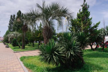 Yeşil palmiyeler, kozalaklı ve yaprak döken ağaçlar, güneşli bir yaz gününde mavi gökyüzüne karşı deniz kenarındaki patikanın yanında. Ağaç gövdelerinin arkasında kırmızı bir bisiklet görünür.