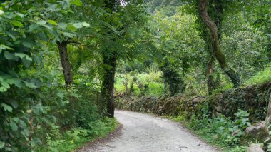 Yosun kaplı taşlardan oluşan taş bir duvar dağ yolunu toprak kaymalarından korur. Duvarın arkasında, yaz güneşinin ve ormanın ışınlarında yeşil mısır görebilirsiniz.