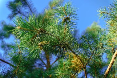Kozalaklı yeşil kozalaklı dallar, mavi gökyüzünün arka planında güneş ışınları.