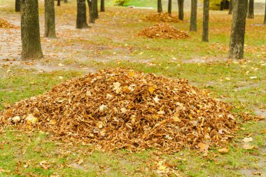 Düşen sonbahar yaprakları bir şehir parkındaki ağaçların arka planında toplanır.