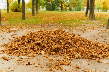 Düşen sonbahar yaprakları bir şehir parkındaki ağaçların arka planında toplanır.