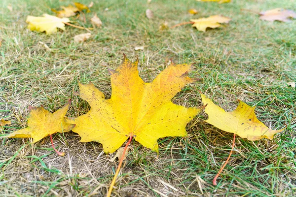 Żółte Liście Klonu Leżą Więdnącej Trawie Jesienią — Zdjęcie stockowe