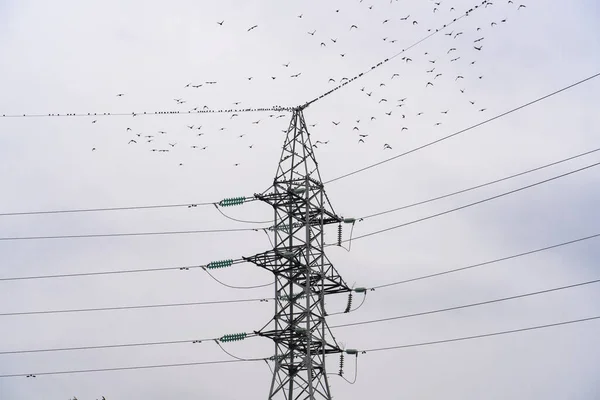 Large Flock Birds Electric Wires Metal Pole Power Lines Cloudy — Stock Photo, Image