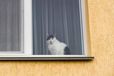 Siyah beyaz kedi apartmandan pencereye, caddeye bakıyor.