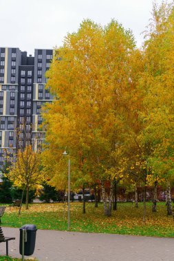 Şehir parkında bir apartmanın arka planında sonbahar huş ağaçları