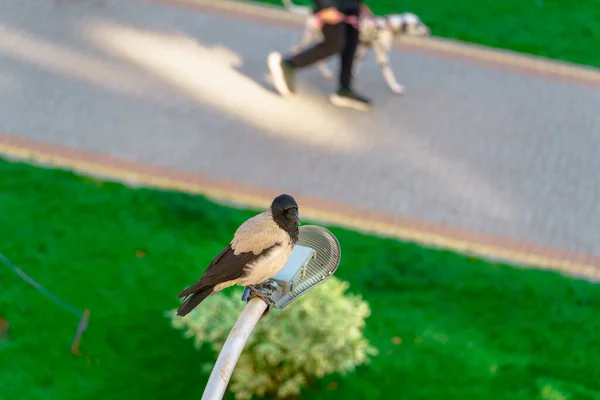 Een Kraai Zit Een Lantaarnpaal Boven Een Groen Gazon Weg — Stockfoto