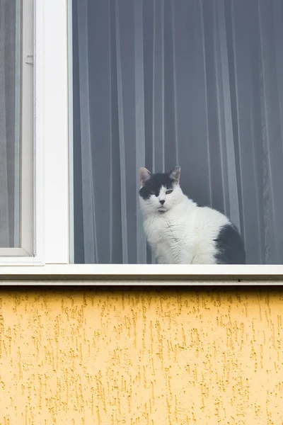 アパートから窓から通りまで黒と白の猫が見える — ストック写真